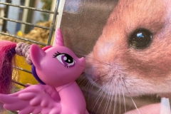 אחרי כמה דקות צ'אחלולה מצאה אהבה והתחילה רומן חדש עם מושיקו האוגר