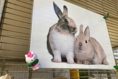 ואז משפחת המלוכה של הארנבונים תפסה את הלו קיטי בשבי!!!