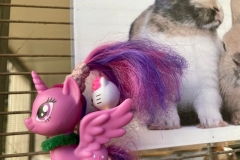 אך הארנבונים תפסו גם את צ'אחלולה!!!