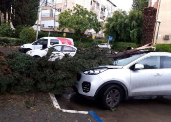 סופה ברחובות עץ קרס