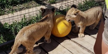 טיול לפולין והמלצה על גן חיות מיוחד