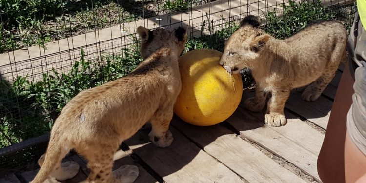 טיול לפולין והמלצה על גן חיות מיוחד