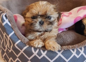 מייפל, הכלבה הקופצנית שלי