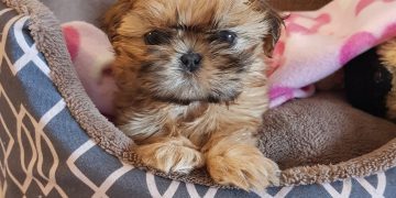 מייפל, הכלבה הקופצנית שלי