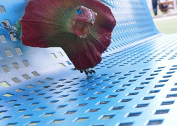 איגואנה ואריה עושים פוזות במיוחד בשבילנו