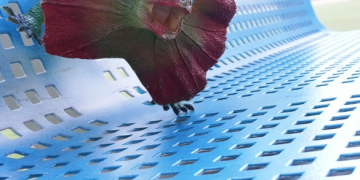 איגואנה ואריה עושים פוזות במיוחד בשבילנו