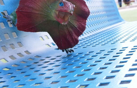 איגואנה ואריה עושים פוזות במיוחד בשבילנו