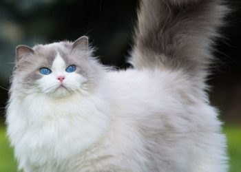 חתול פרסי- שווה לאמץ?