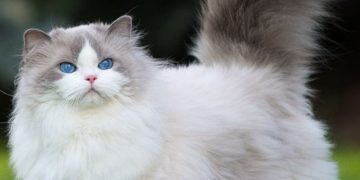 חתול פרסי- שווה לאמץ?