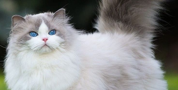 חתול פרסי- שווה לאמץ?